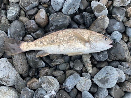 ニベの釣果