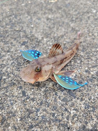 ホウボウの釣果