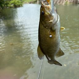 スモールマウスバス
