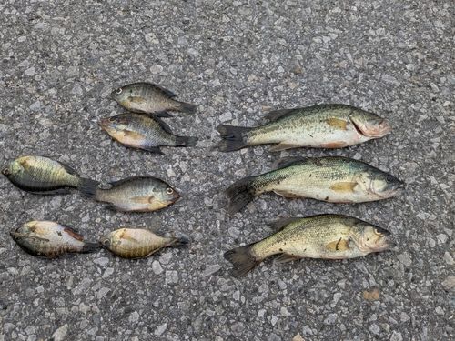 ブラックバスの釣果