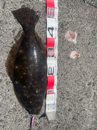 ヒラメの釣果