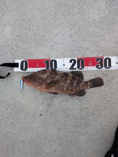 キジハタの釣果