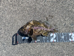 ソイの釣果