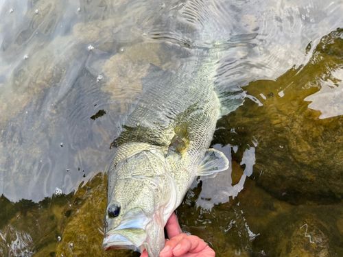 ラージマウスバスの釣果