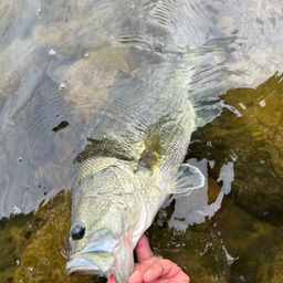 ラージマウスバス