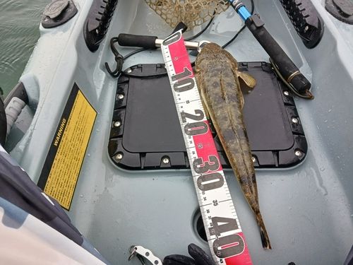 マゴチの釣果