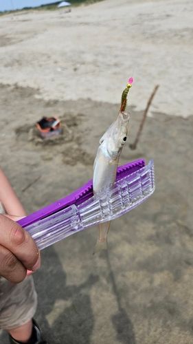 キスの釣果