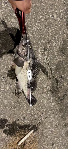 クロソイの釣果