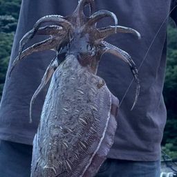 コウイカ