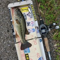 ラージマウスバス
