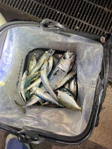 クロソイの釣果