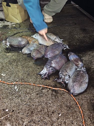 コウイカの釣果