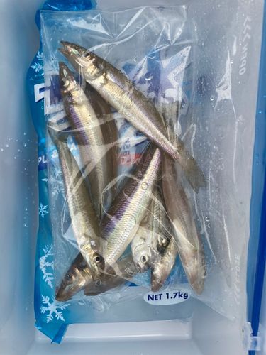 キスの釣果