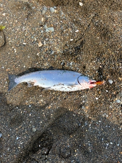 サクラマスの釣果