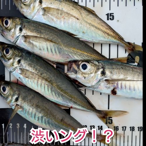 アジの釣果
