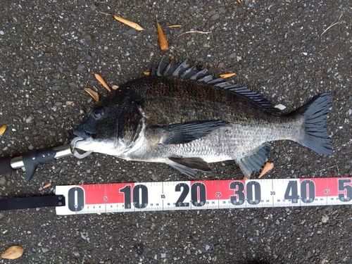 クロダイの釣果