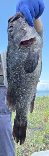 クロソイの釣果