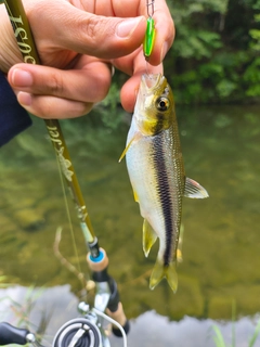 カワムツの釣果
