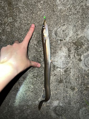 アナゴの釣果