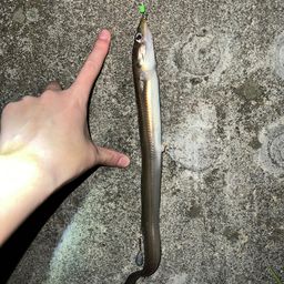 アナゴ