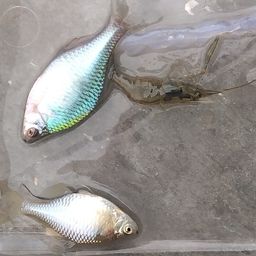 タイリクバラタナゴ