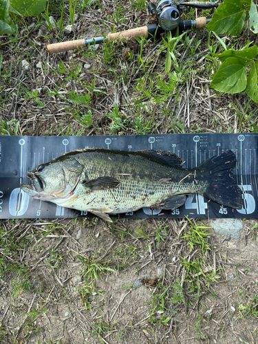 ブラックバスの釣果