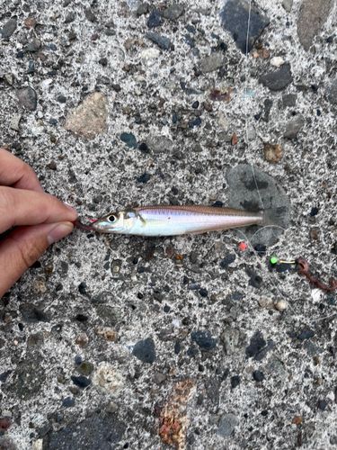 シロギスの釣果