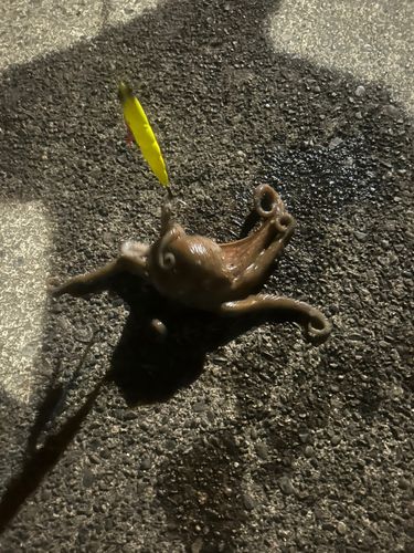 マダコの釣果
