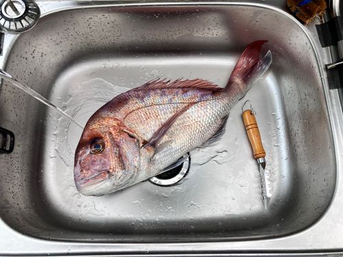 タイの釣果