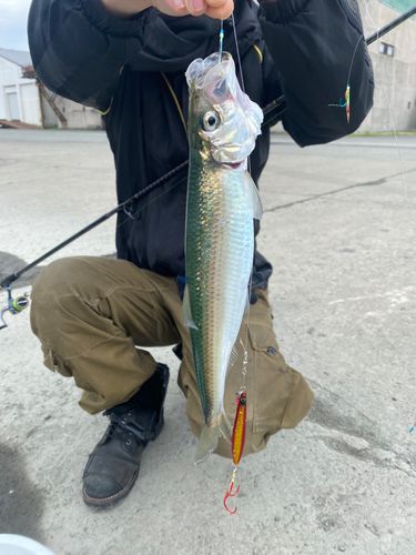 ニシンの釣果
