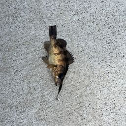 メバル