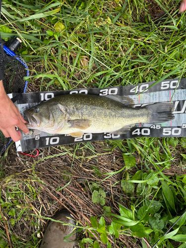 ラージマウスバスの釣果