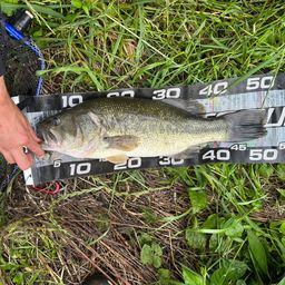 ラージマウスバス