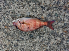 チャリコの釣果