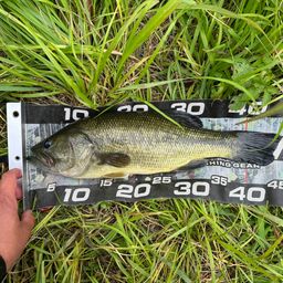 ラージマウスバス