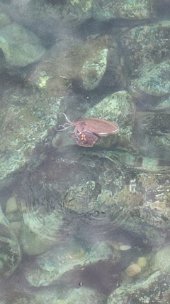 コウイカの釣果