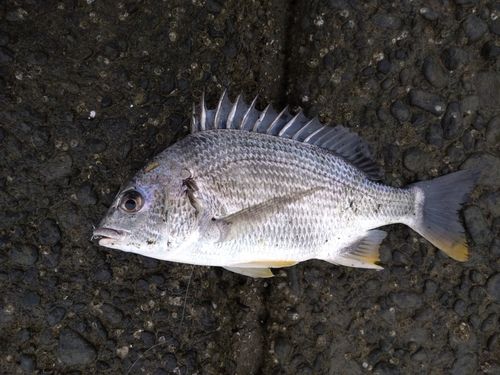 キビレの釣果
