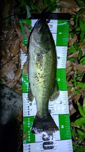 ブラックバスの釣果