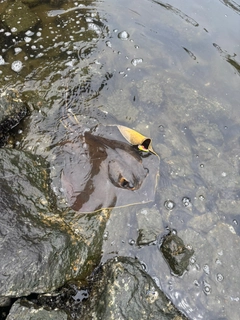 エイの釣果