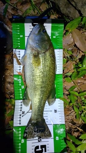 ブラックバスの釣果