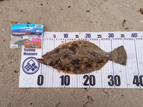 ヒラメの釣果