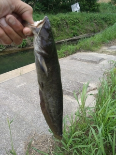 ナマズの釣果