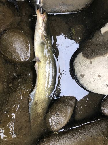 ナマズの釣果