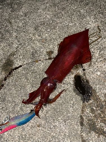 ケンサキイカの釣果