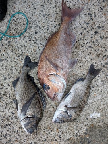 マダイの釣果