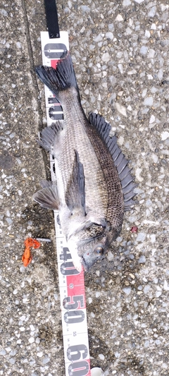 チヌの釣果