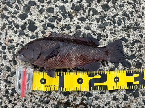 コブダイの釣果