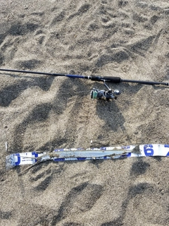 ダツの釣果