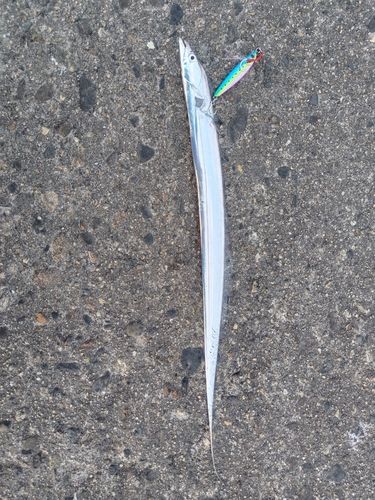 タチウオの釣果