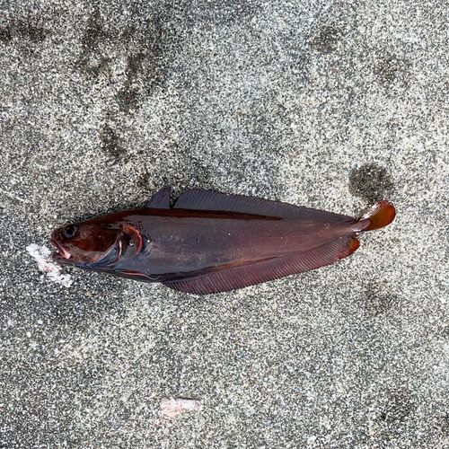 チゴダラの釣果